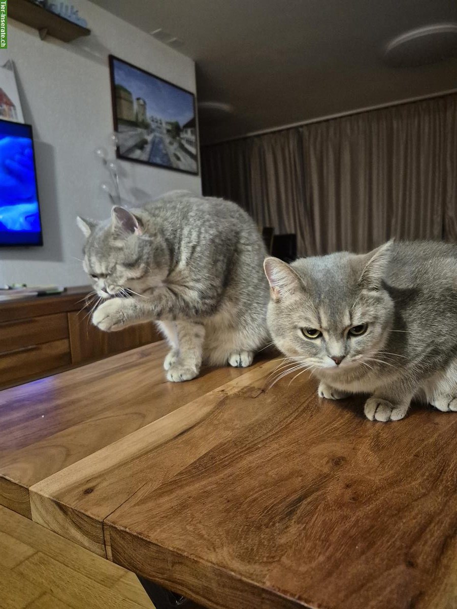 Bild 2: 2 x BKH Kater, fast 1-jährig, suchen ein Zuhause 🏡