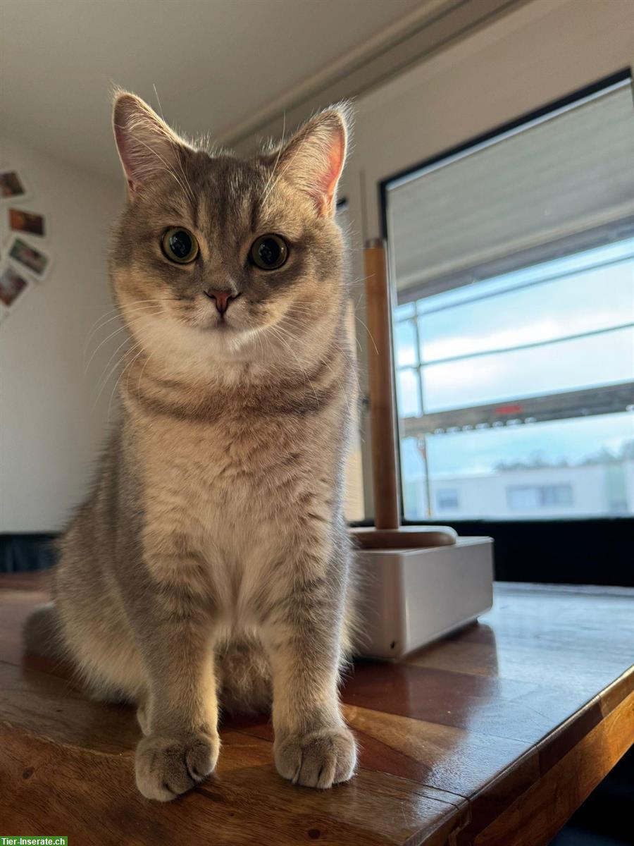 Bild 3: 2 x BKH Kater, fast 1-jährig, suchen ein Zuhause 🏡