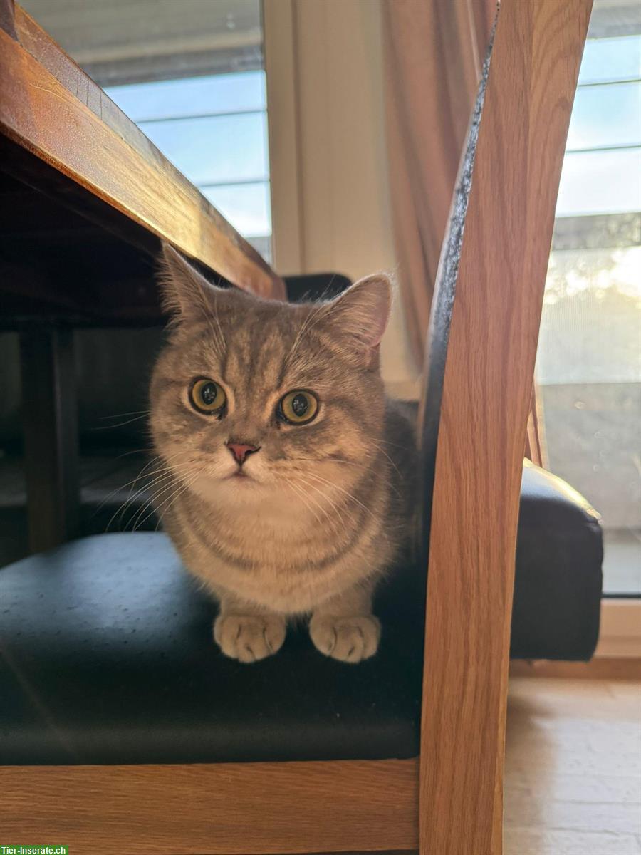 Bild 4: 2 x BKH Kater, fast 1-jährig, suchen ein Zuhause 🏡