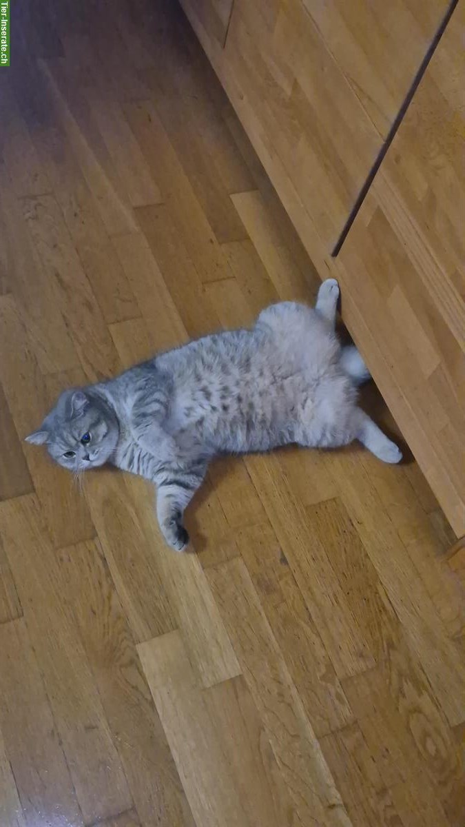Bild 5: 2 x BKH Kater, fast 1-jährig, suchen ein Zuhause 🏡
