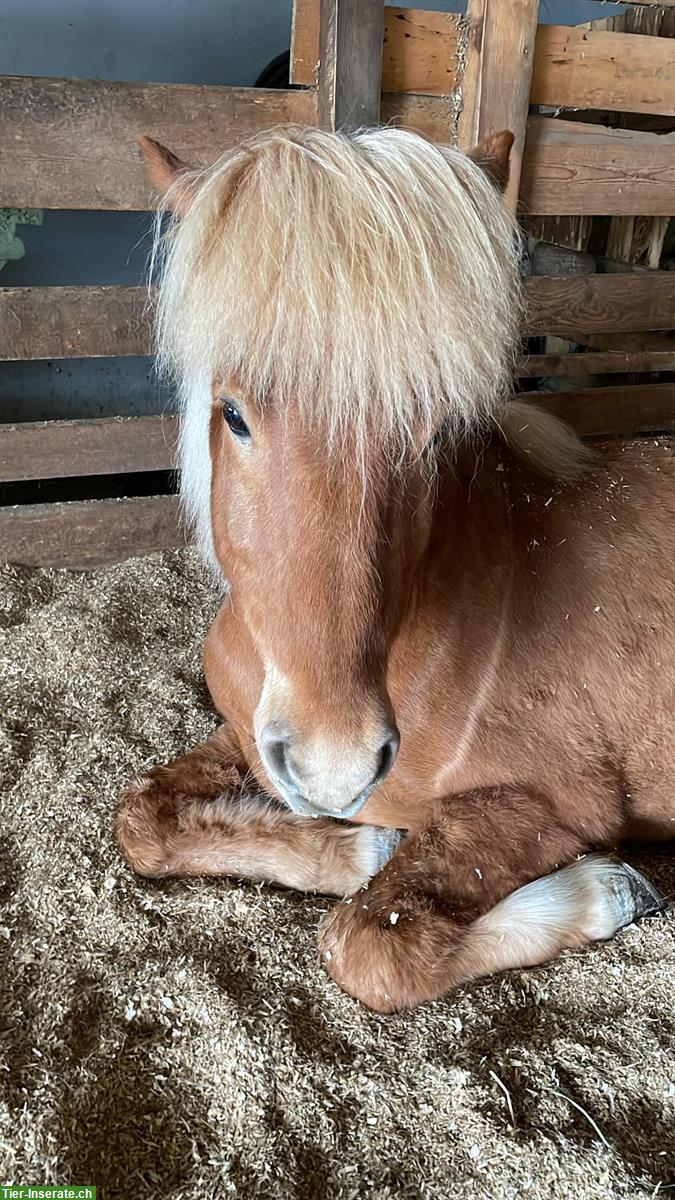 Reitbeteiligung gesucht für 10-jährigen Isländer Wallach, Uerzlikon ZH
