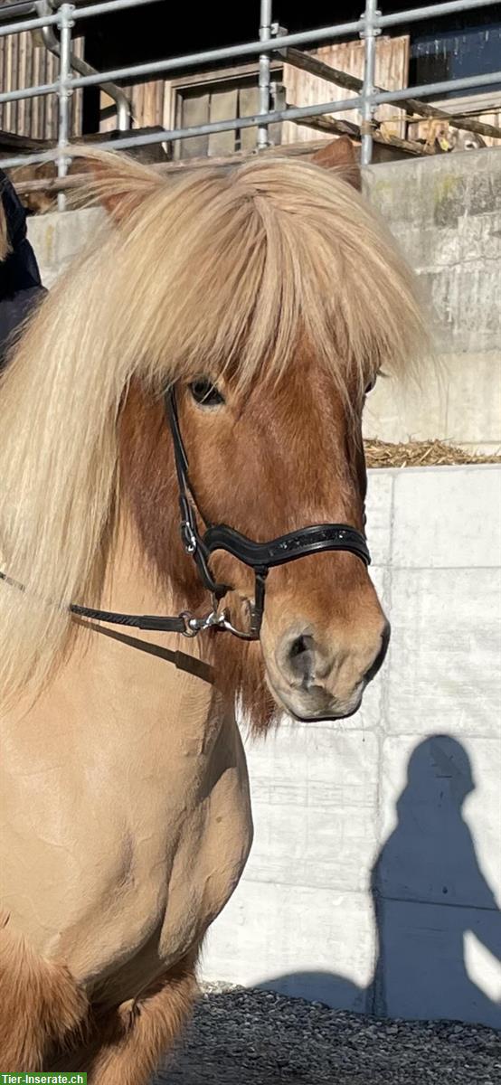 Bild 2: Reitbeteiligung gesucht für 10-jährigen Isländer Wallach, Uerzlikon ZH