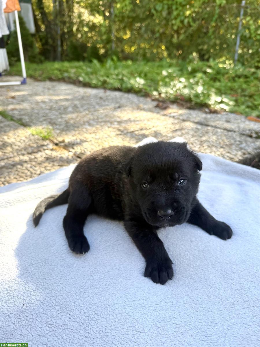 Holländische Schäferhunde Welpen zu verkaufen