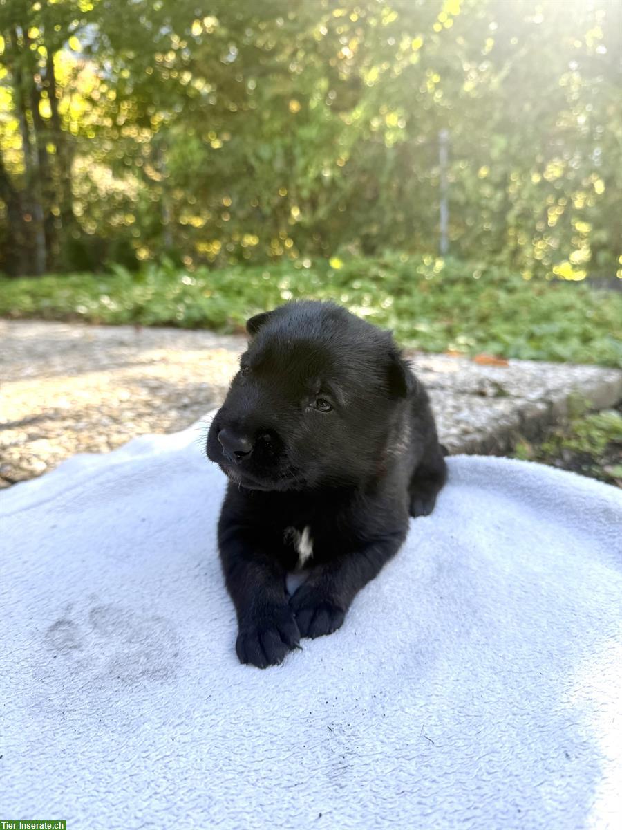 Bild 2: Holländische Schäferhunde Welpen zu verkaufen