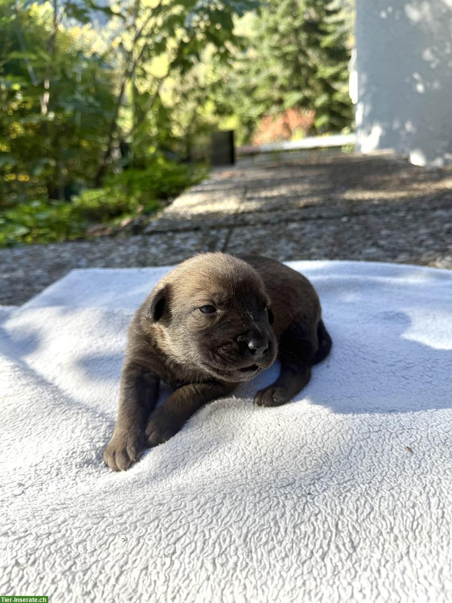 Bild 3: Holländische Schäferhunde Welpen zu verkaufen