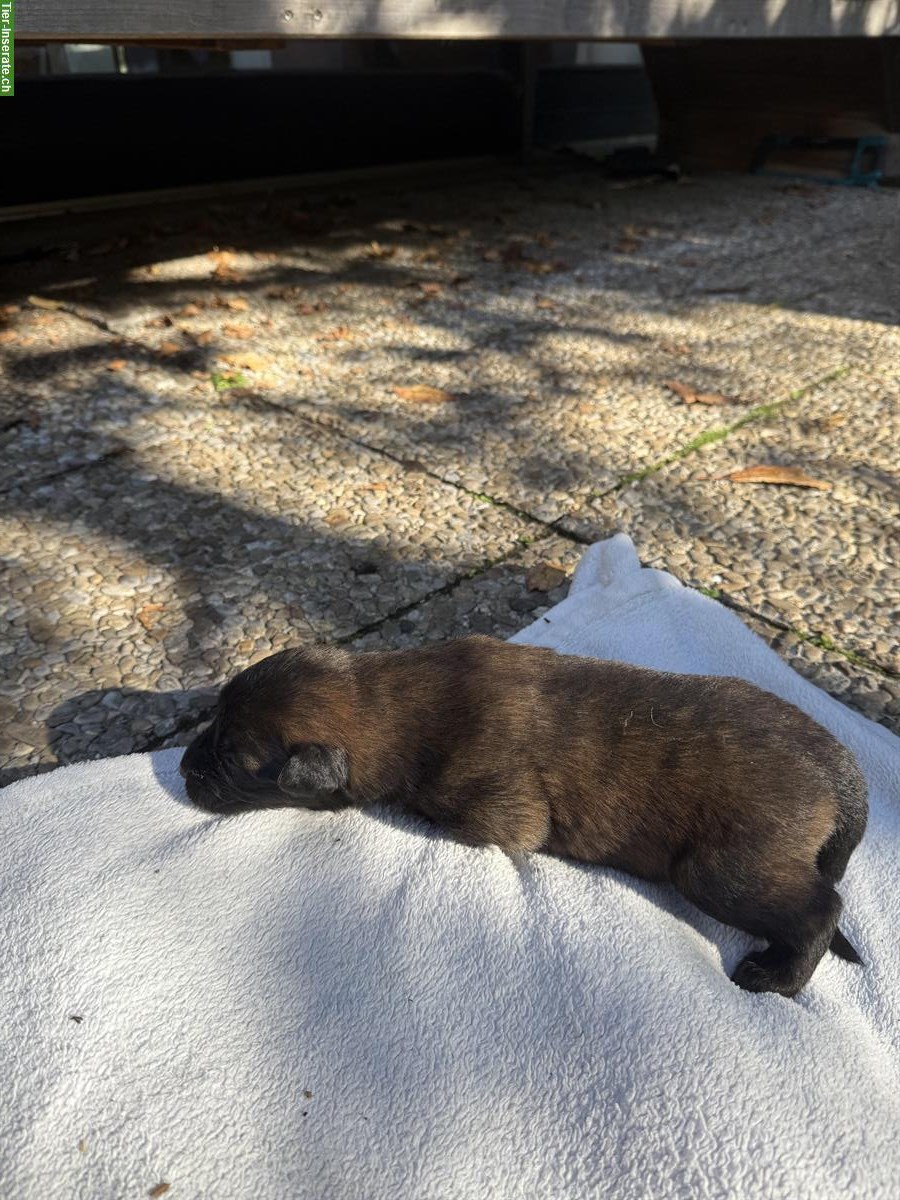 Bild 4: Holländische Schäferhunde Welpen zu verkaufen
