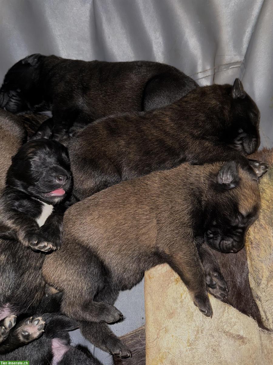 Bild 5: Holländische Schäferhunde Welpen zu verkaufen