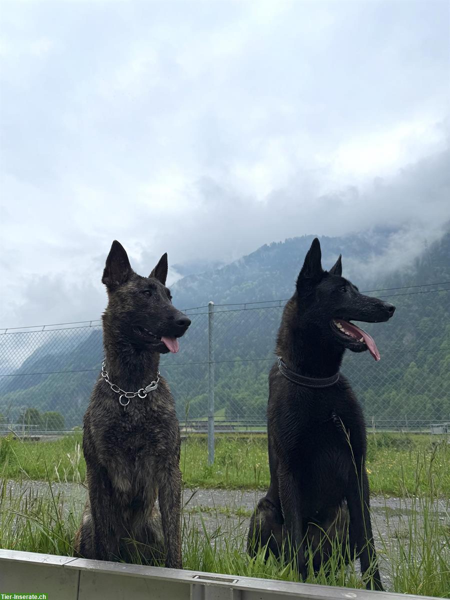 Bild 8: Holländische Schäferhunde Welpen zu verkaufen