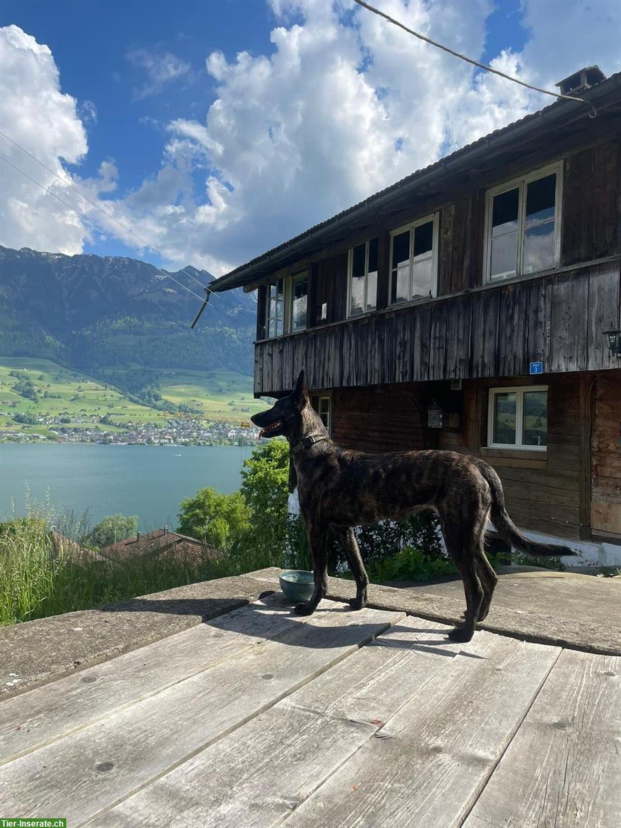 Bild 9: Holländische Schäferhunde Welpen zu verkaufen