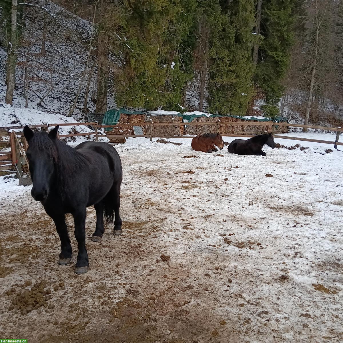 2 Mérens Stuten zu verkaufen