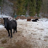 2 Mérens Stuten zu verkaufen