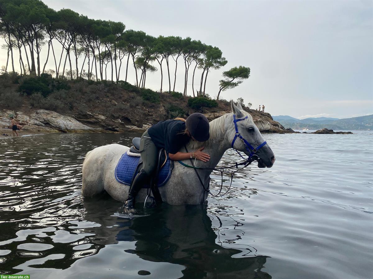 Suche eine Reitbeteiligung (nahe Winterthur)