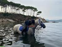 Suche eine Reitbeteiligung (nahe Winterthur)