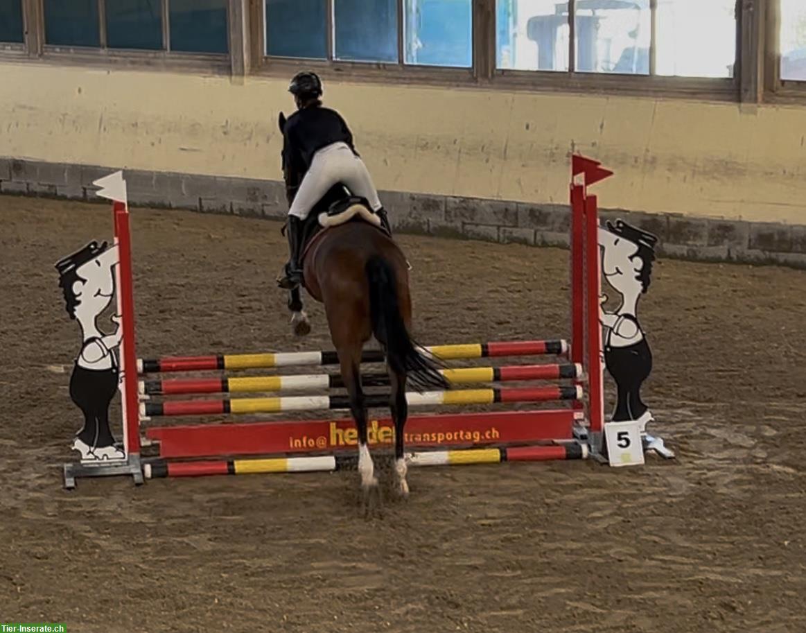Bild 3: Suche eine Reitbeteiligung (nahe Winterthur)