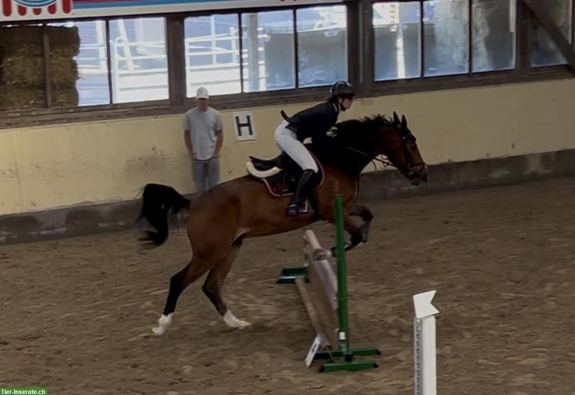 Bild 4: Suche eine Reitbeteiligung (nahe Winterthur)