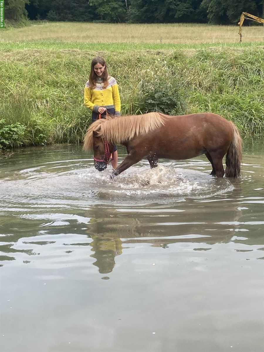 Bild 8: Suche eine Reitbeteiligung (nahe Winterthur)