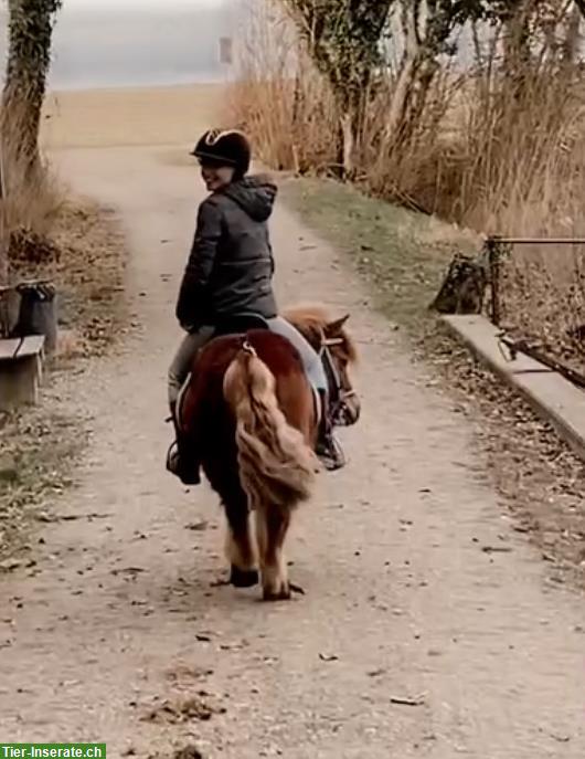 Bild 9: Suche eine Reitbeteiligung (nahe Winterthur)