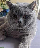 Scottish Shorthair Kater - 1 Jahr, verspielt & liebevoll 🐾
