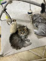 Perser Kitten Golden Shaded