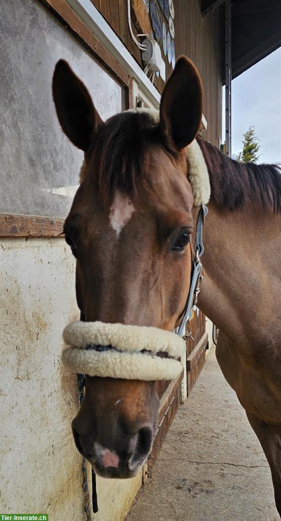 Selle Français Warmblut Stute mit Turniererfahrung zu verkaufen