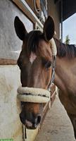 Selle Français Warmblut Stute mit Turniererfahrung zu verkaufen