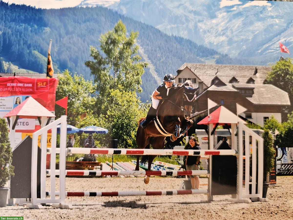 Bild 2: Selle Français Warmblut Stute mit Turniererfahrung zu verkaufen