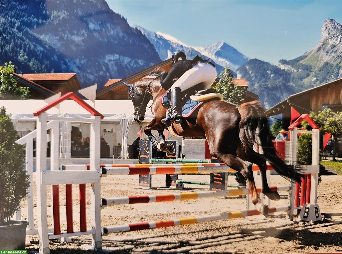 Bild 3: Selle Français Warmblut Stute mit Turniererfahrung zu verkaufen
