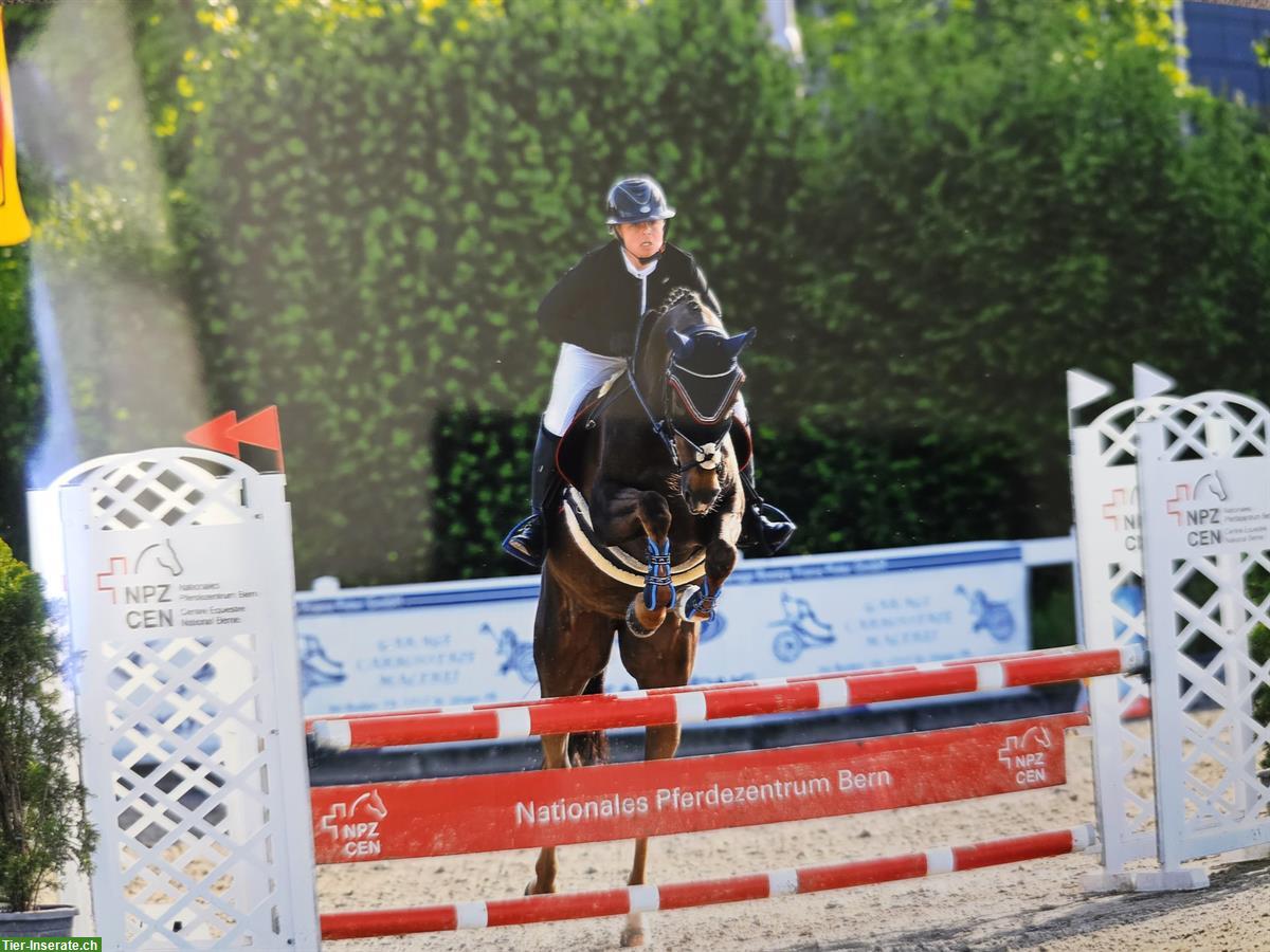 Bild 4: Selle Français Warmblut Stute mit Turniererfahrung zu verkaufen