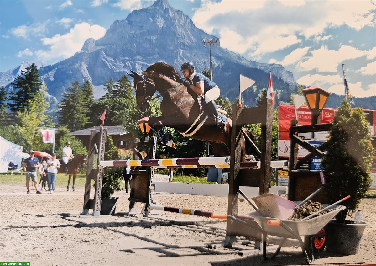 Bild 5: Selle Français Warmblut Stute mit Turniererfahrung zu verkaufen