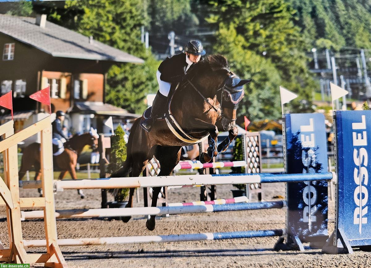 Bild 6: Selle Français Warmblut Stute mit Turniererfahrung zu verkaufen