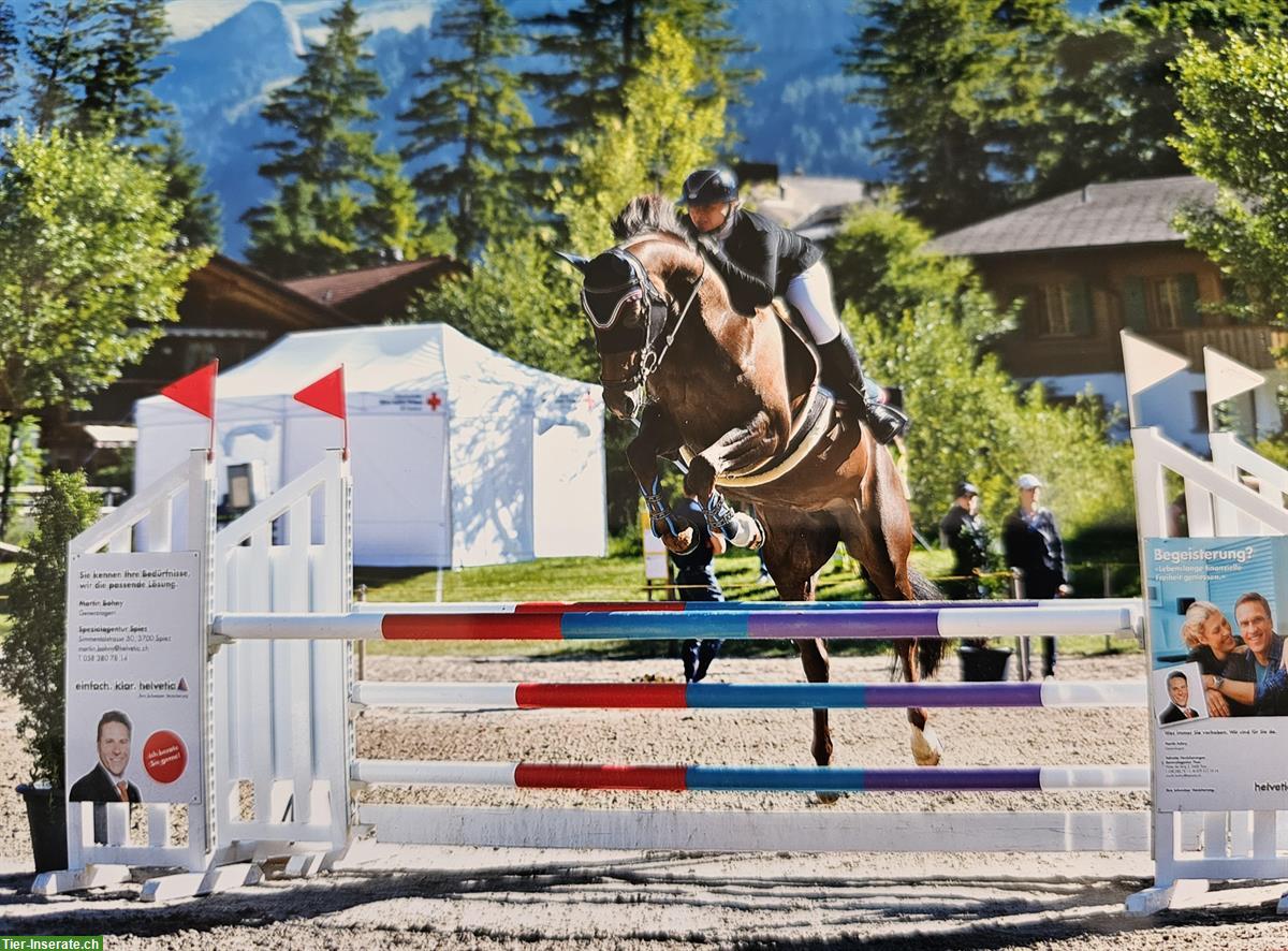 Bild 7: Selle Français Warmblut Stute mit Turniererfahrung zu verkaufen