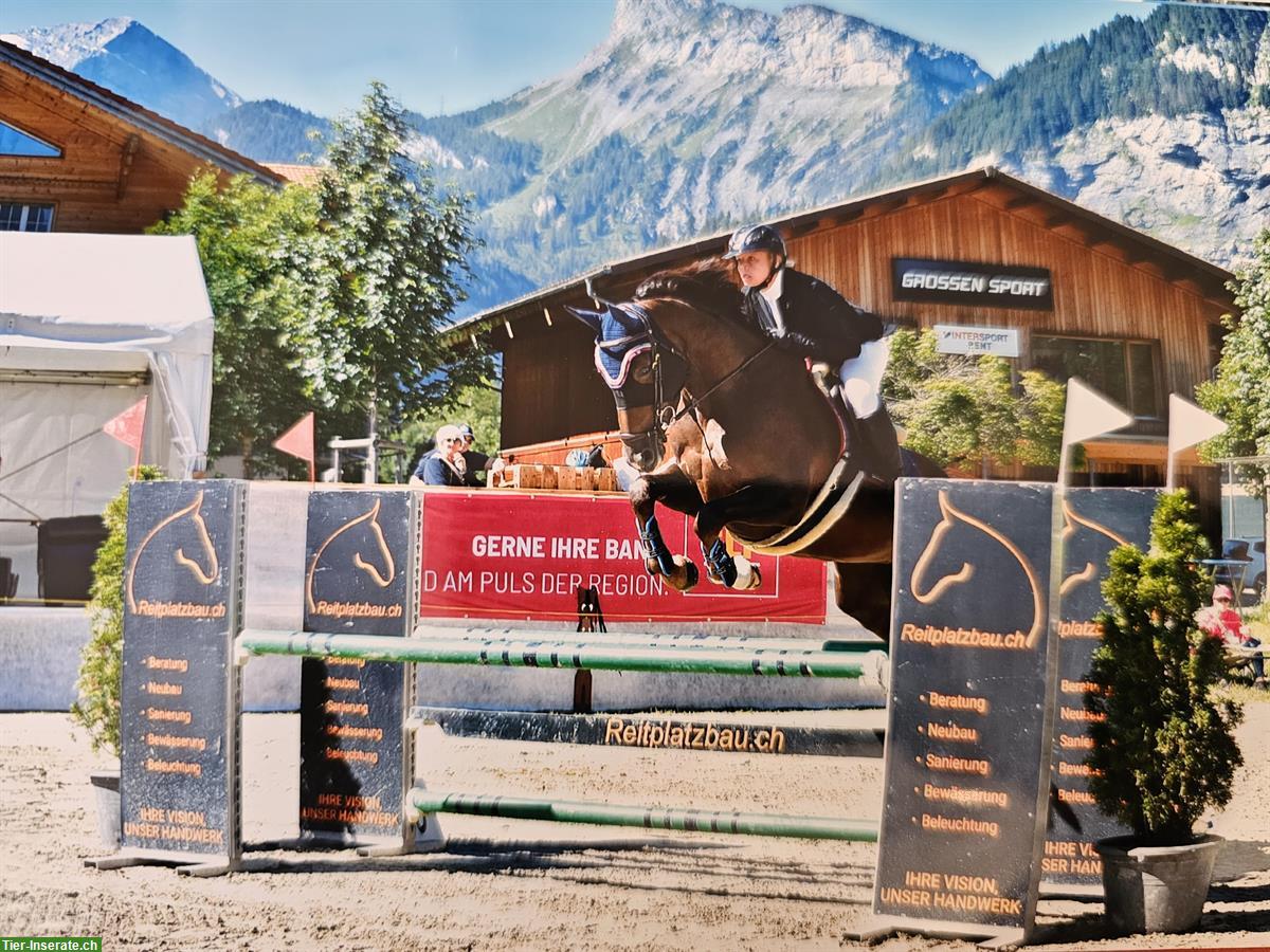 Bild 8: Selle Français Warmblut Stute mit Turniererfahrung zu verkaufen