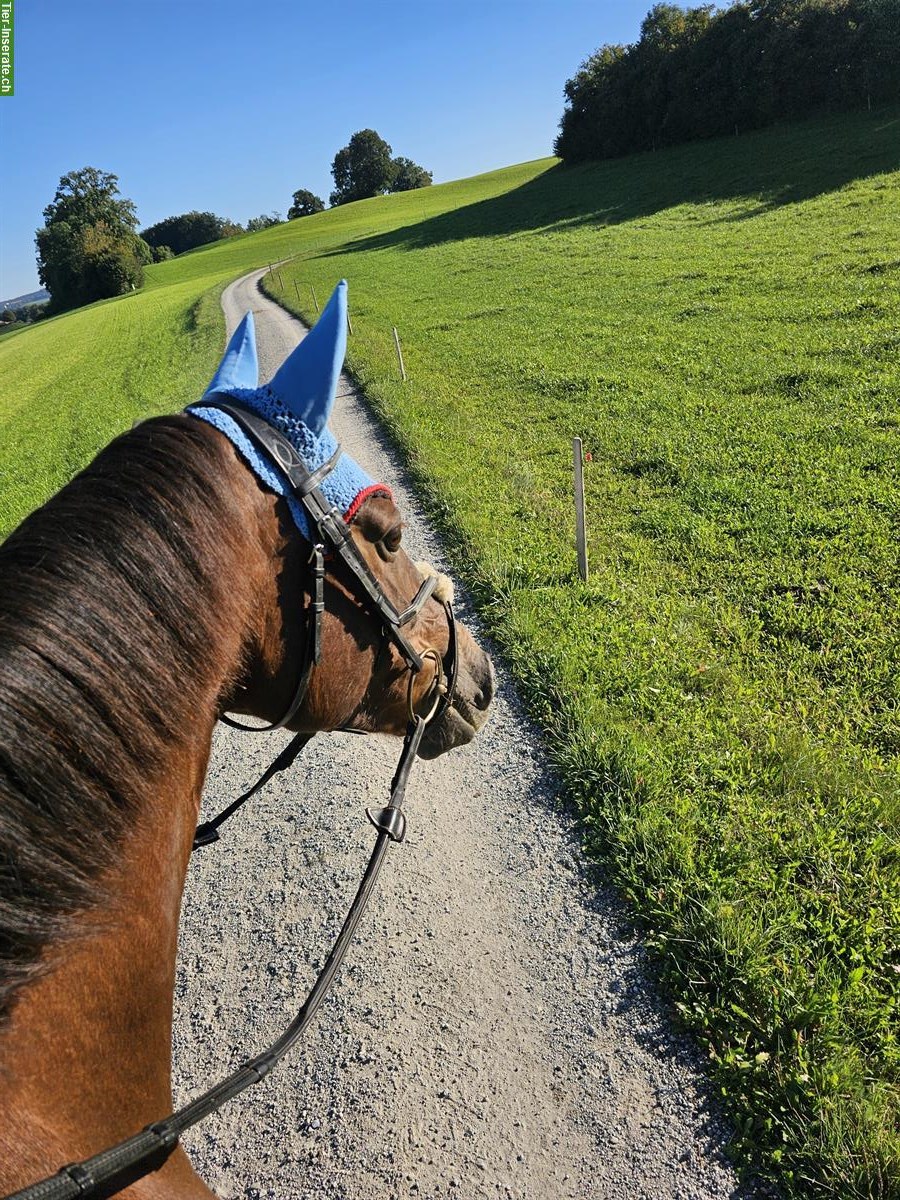 Bild 9: Selle Français Warmblut Stute mit Turniererfahrung zu verkaufen
