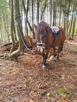 Pflegepony / Reitbeteiligung in Worb BE