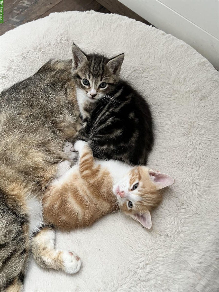 Maine Coon-Mix Kitten suchen ein wunderschönes Plätzli
