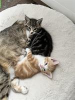 Maine Coon-Mix Kitten suchen ein wunderschönes Plätzli