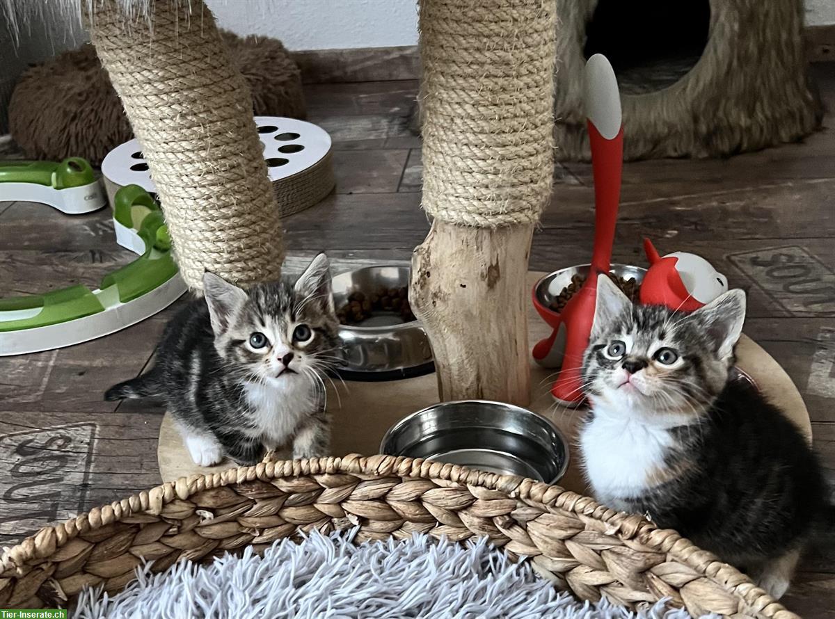 Bild 2: Maine Coon-Mix Kitten suchen ein wunderschönes Plätzli