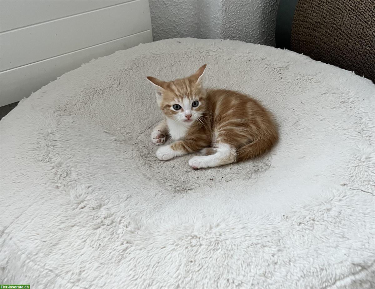 Bild 3: Maine Coon-Mix Kitten suchen ein wunderschönes Plätzli