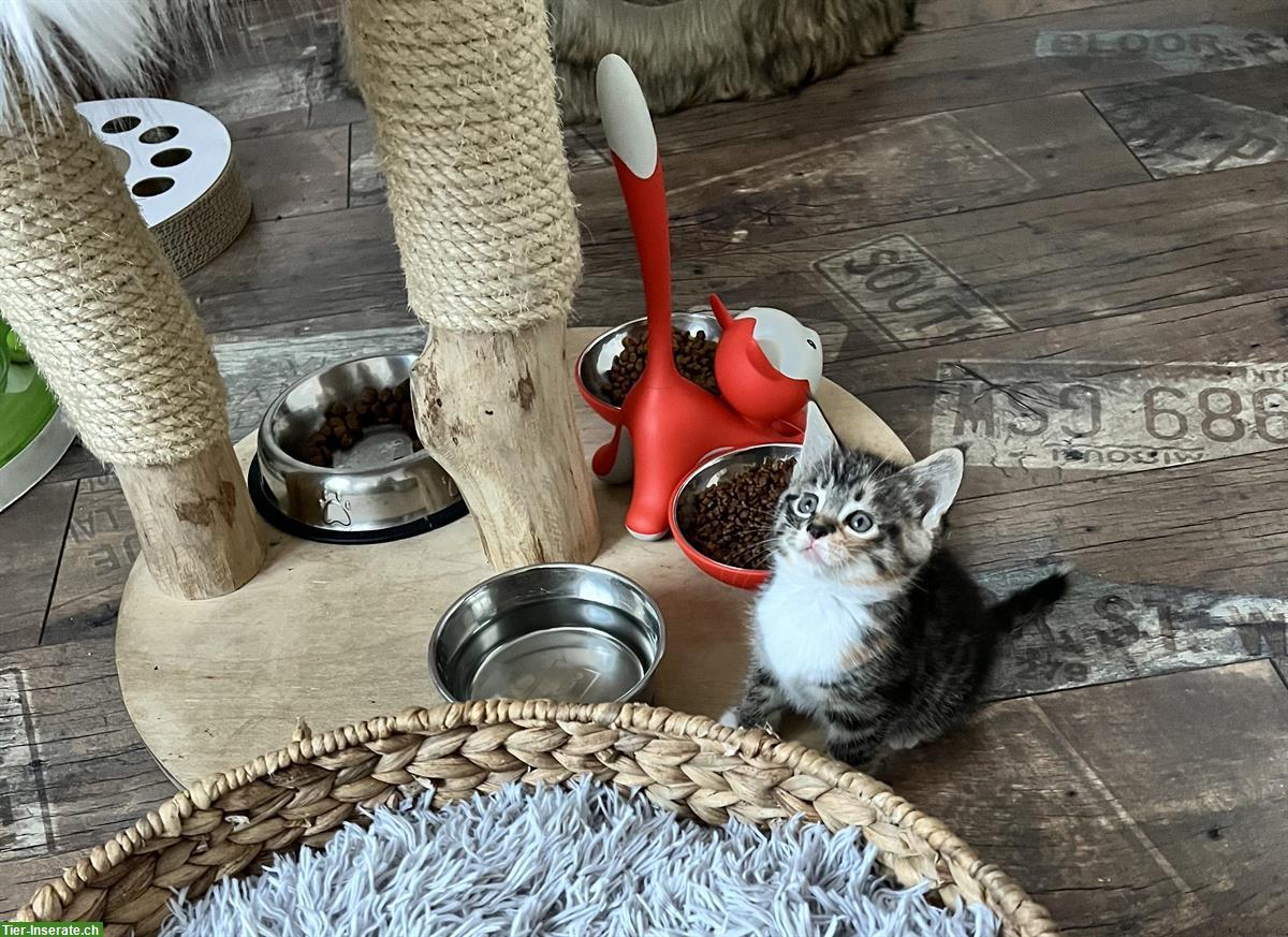 Bild 4: Maine Coon-Mix Kitten suchen ein wunderschönes Plätzli