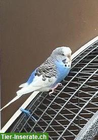 Blauer Wellensittich sucht Lebensplatz in Innenhaltung