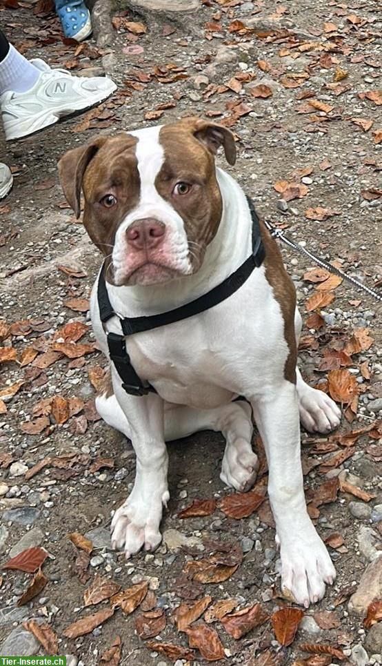 American Bulldog Hündin, 5 Monate alt