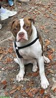 American Bulldog Hündin, 5 Monate alt