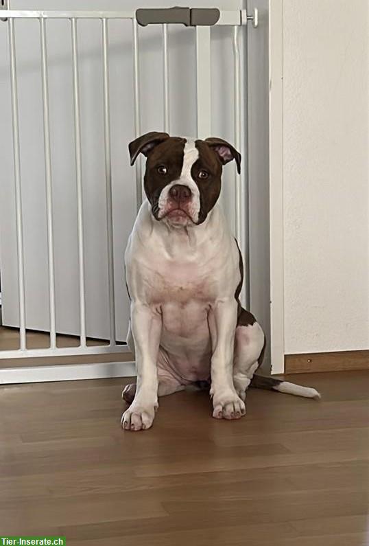 Bild 2: American Bulldog Hündin, 5 Monate alt