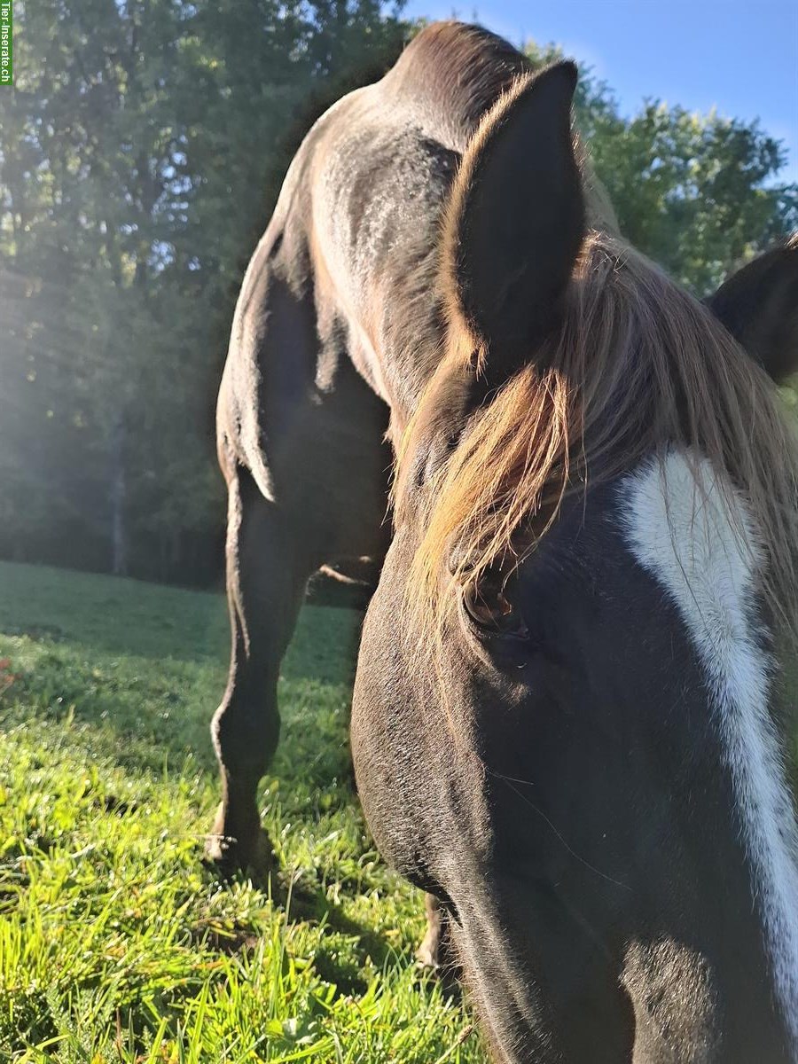 Liebevollen Platz für ein Pferd ans Futter