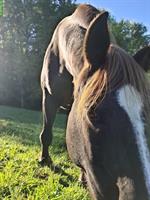 Liebevollen Platz für ein Pferd ans Futter