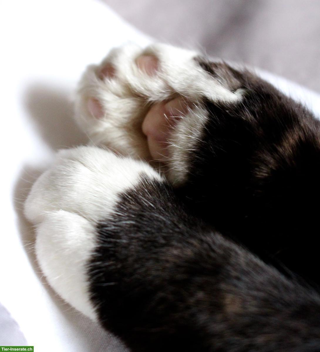 Katzenliebhaberin sucht Kitten, langhaar oder halblanghaar