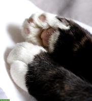 Katzenliebhaberin sucht Kitten, langhaar oder halblanghaar