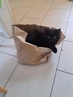 Simba, ein Britisch Kurzhaar Kater, 1-jährig