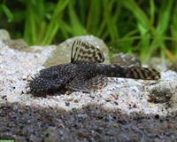 Antennen-Harnischwelse (Ancistrus) Babys zu verkaufen