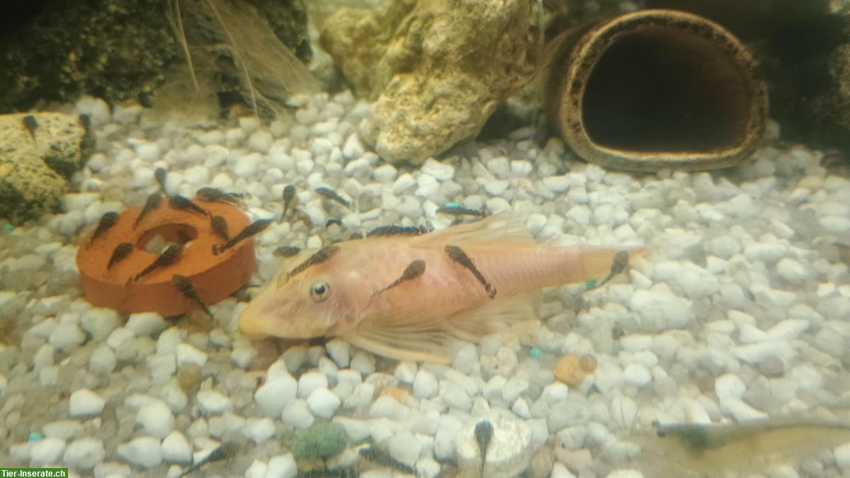 Bild 2: Antennen-Harnischwelse (Ancistrus) Babys zu verkaufen